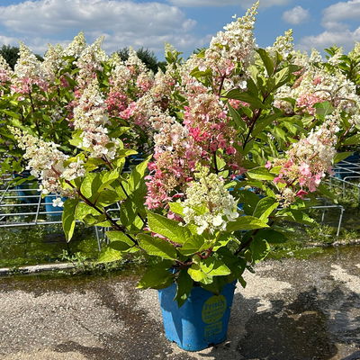 Rispenhortensie 'Pinky Winky'® DVP PinkyⓈ, Höhe ca. 30-40 cm, Topf 5 Liter Rispenhortensie 'Pinky Winky'® DVP PinkyⓈ, Höhe ca. 30-40 cm, Topf 5 Liter