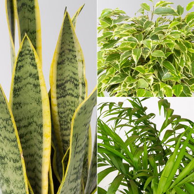 Grünpflanzenkreation  Grünpflanzenkreation