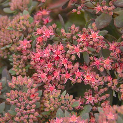 Garten-Fettblatt 'Red Canyon', pink, Topf-Ø 12 cm, 6er-Set Garten-Fettblatt 'Red Canyon', pink, Topf-Ø 12 cm, 6er-Set