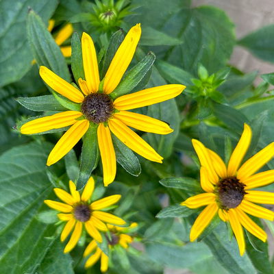 Sonnenhut 'Little Goldstar' goldgelb, Höhe 40-50 cm, Topf 3 Liter Sonnenhut 'Little Goldstar' goldgelb, Höhe 40-50 cm, Topf 3 Liter