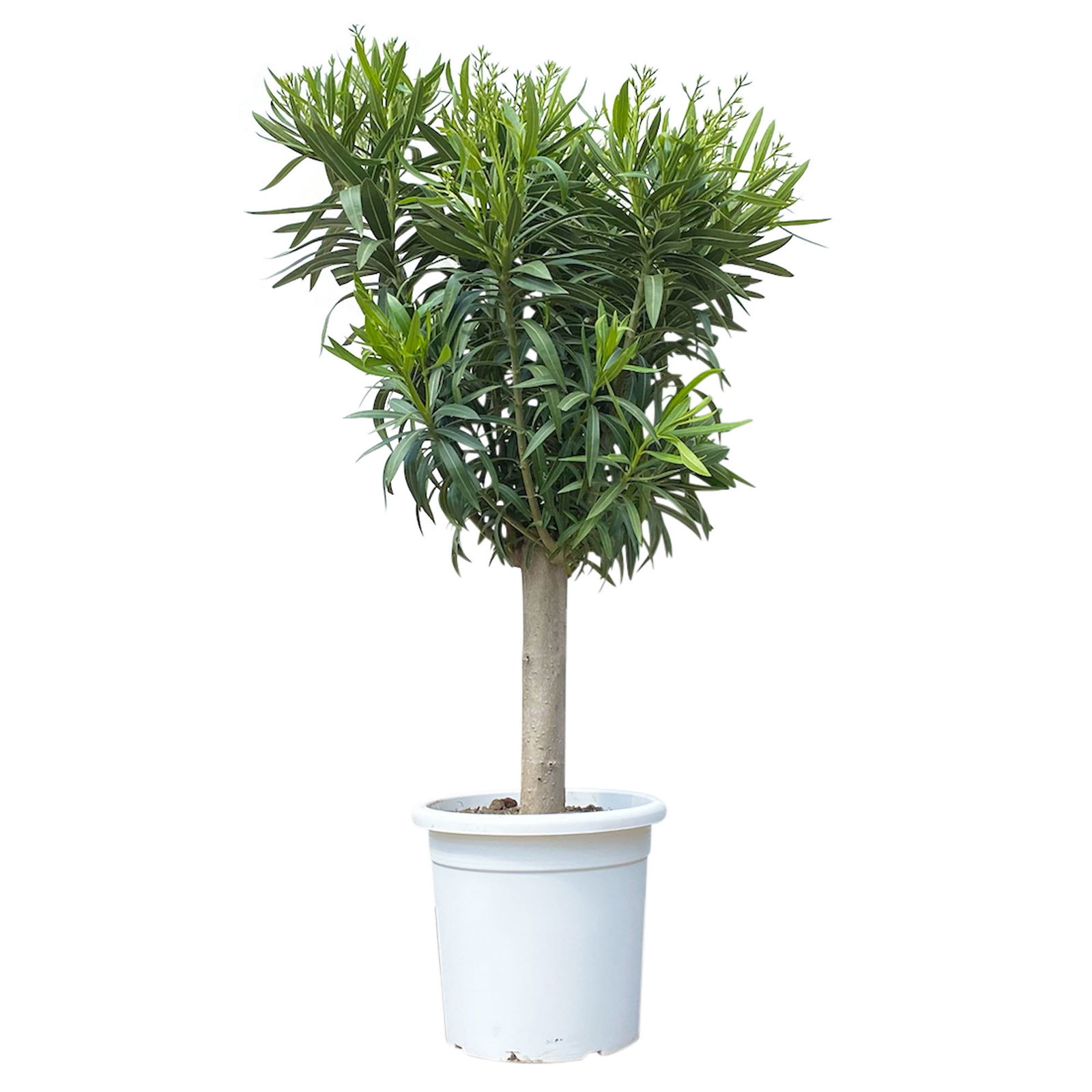 Oleander, Farbe zufällig, Stamm, Topf-Ø 33 cm, Höhe ca. 100 cm