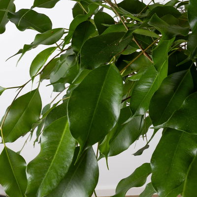 Birkenfeige, Topf-Ø 27 cm, Höhe ca. 100 cm, inkl. Bewässerungssystem mit Anzeige Birkenfeige, Topf-Ø 27 cm, Höhe ca. 100 cm, inkl. Bewässerungssystem mit Anzeige