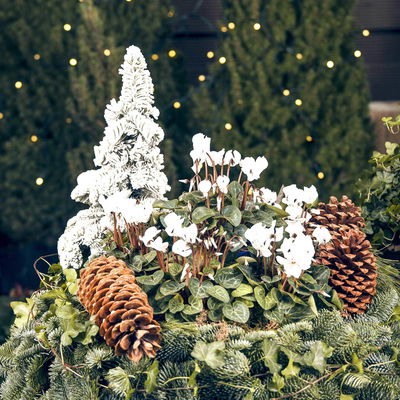 Kölle Alpenveilchen, Cyclamen persicum 'Outland', weiß, Topf 11 cm Kölle Alpenveilchen, Cyclamen persicum 'Outland', weiß, Topf 11 cm