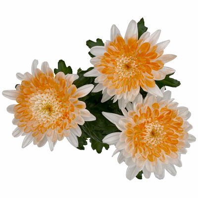 Chrysantheme 'Zembla Make-Upz® Heart Mix, Farben zufällig, Topf-Ø 13 cm, 3er-Set Chrysantheme 'Zembla Make-Upz® Heart Mix, Farben zufällig, Topf-Ø 13 cm, 3er-Set