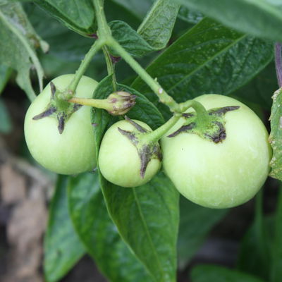 Blu Bio Pepino, Topf-Ø 12 cm, 3er Set