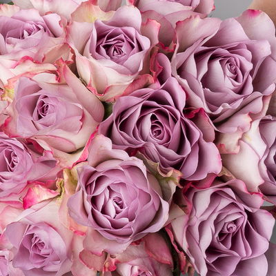 15 lila Rosen 'Memory Lane' 15 lila Rosen 'Memory Lane'