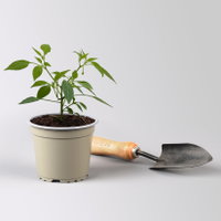 Bio Peperoni 'Pikito', Topf-Ø 12 cm, 3 Pflanzen Bio Peperoni 'Pikito', Topf-Ø 12 cm, 3 Pflanzen
