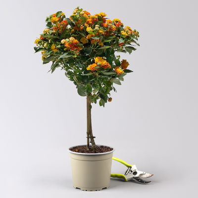 Wandelröschen, orange, Stamm, Topf-Ø 17 cm, Höhe ca. 60 cm