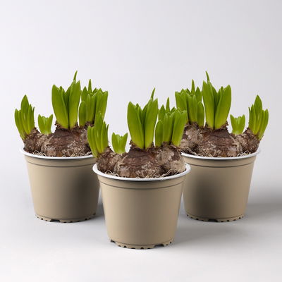 Hyazinthe, weiß, vorgetrieben, mehrblütig, Topf-Ø 14 cm, 3 Pflanzen