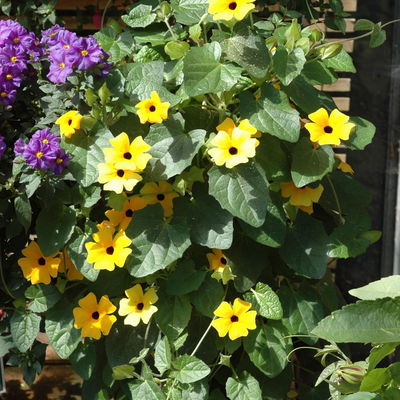 Schwarzäugige Susanne gelb, Pyramide, Topf -Ø 17 cm, Höhe ca. 60 cm