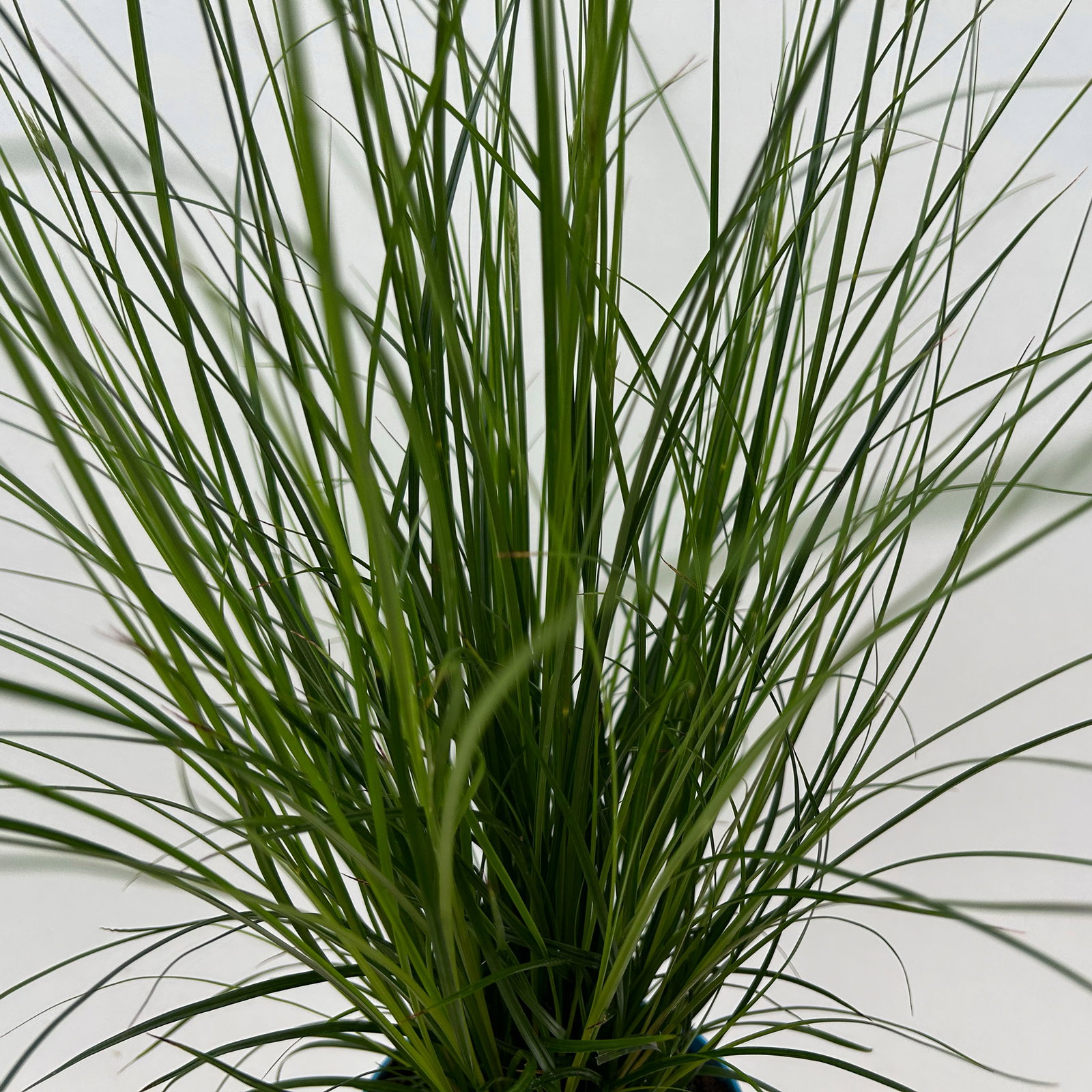 Bio Segge, dunkelgrün, Topf-Ø 12 cm, 3 Pflanzen