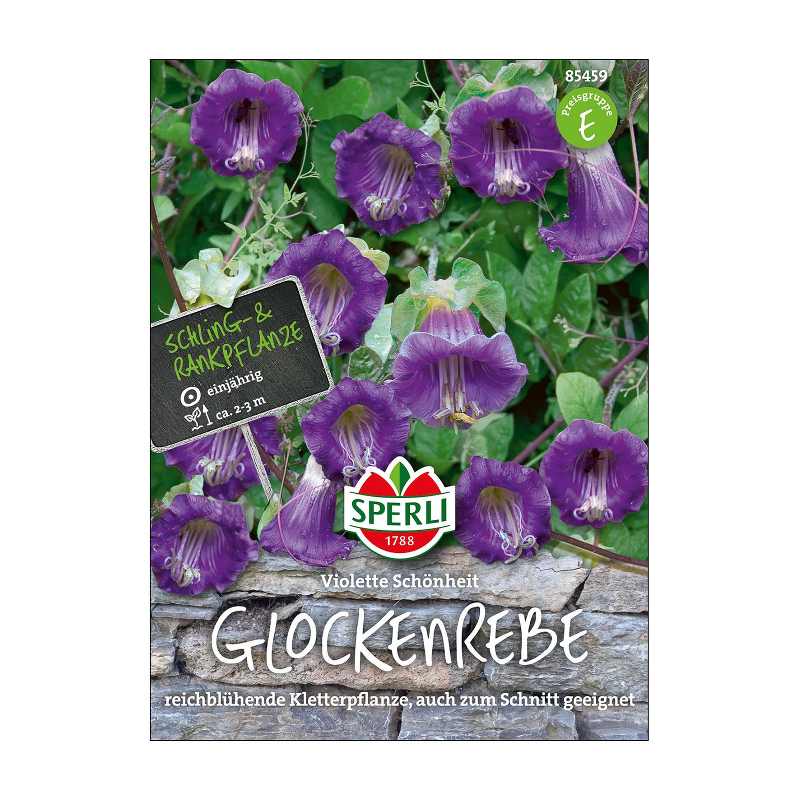 Blumensamen, Glockenrebe 'Violette Schönheit'