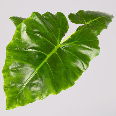 Alocasia 'Lutea', Topf-Ø 17 cm, Höhe ca. 65 cm, 2 Pflanzen