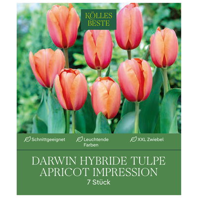 XXL Darwin Hybride Tulpen Apricot Impression rosa/apricot, 7 Blumenzwiebeln XXL Darwin Hybride Tulpen Apricot Impression rosa/apricot, 7 Blumenzwiebeln