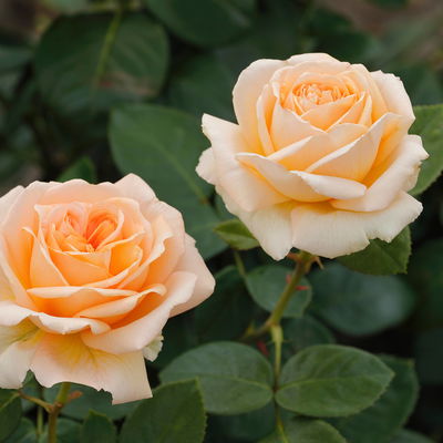 Duftende Edelrose 'Lady Capri'®, apricot, Topf 5 Liter, 4 Pflanzen