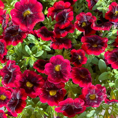 Zauberglöckchen 'Duo', rot-weiß, Topf-Ø 14 cm, 4 Pflanzen