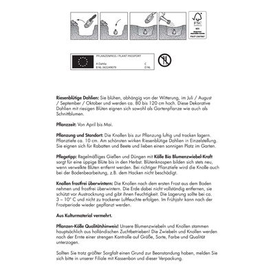 Riesenblütige Dahlie 'Thomas A. Edison', violett, Größe 1, 3 Blumenknollen Riesenblütige Dahlie 'Thomas A. Edison', violett, Größe 1, 3 Blumenknollen