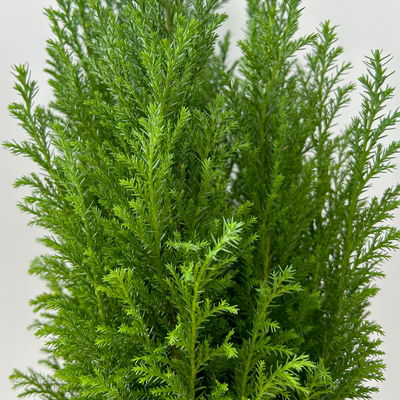 Blaue Kegelzypresse 'Ellwoodii', Topf-Ø 13 cm, 6 Pflanzen Blaue Kegelzypresse 'Ellwoodii', Topf-Ø 13 cm, 6 Pflanzen