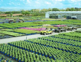 Baumschule Stauden Gärtnerei Baumschule Stauden Gärtnerei