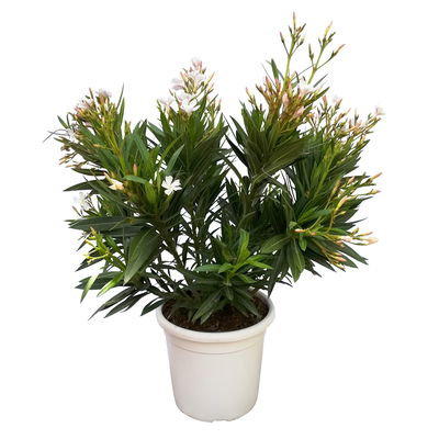 Oleander, weiß, Topf-Ø 22 cm, Höhe ca. 60 cm