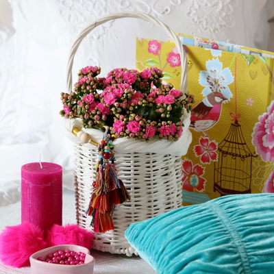 Flammendes Käthchen, Kalanchoe blossfeldiana 'Calandiva', violett, Gesamthöhe ca. 27 cm Flammendes Käthchen, Kalanchoe blossfeldiana 'Calandiva', violett, Gesamthöhe ca. 27 cm