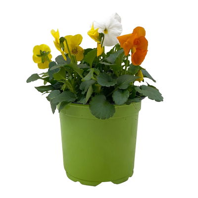 Hornveilchen 'Trio', orange-gelb-weiß, Topf-Ø 10/11 cm, 8 Pflanzen
