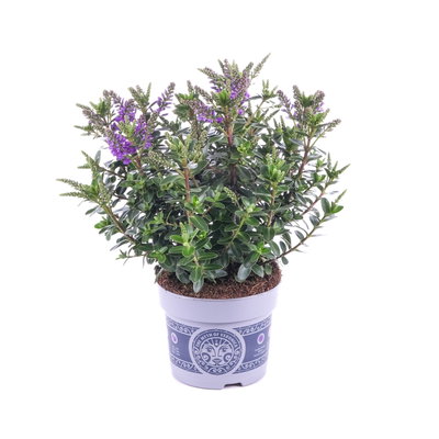 Hebe 'All Blooms®', blau, Topf-Ø 12 cm, 3 Pflanzen Hebe 'All Blooms®', blau, Topf-Ø 12 cm, 3 Pflanzen