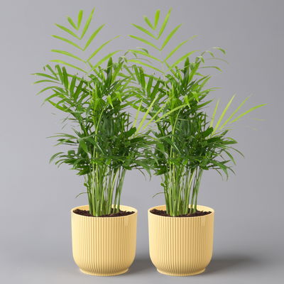 Bergpalme mit Übertopf Vibes gelb, Topf-Ø 12 cm, Höhe ca. 30 cm, 2er-Set Bergpalme mit Übertopf Vibes gelb, Topf-Ø 12 cm, Höhe ca. 30 cm, 2er-Set