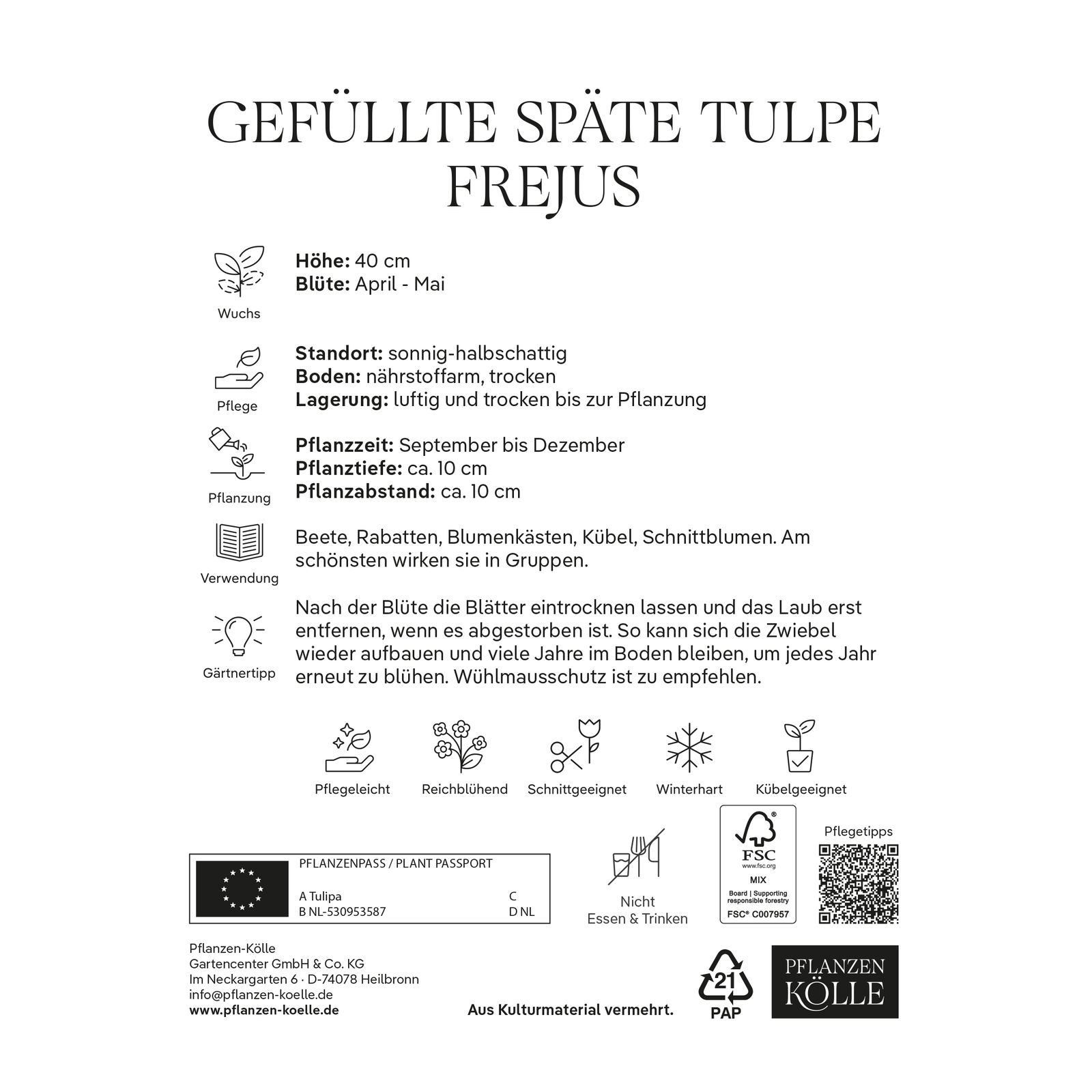 gefüllte Tulpen 'Frejus', rot, gelb, Größe 11/12, 7 Blumenzwiebeln