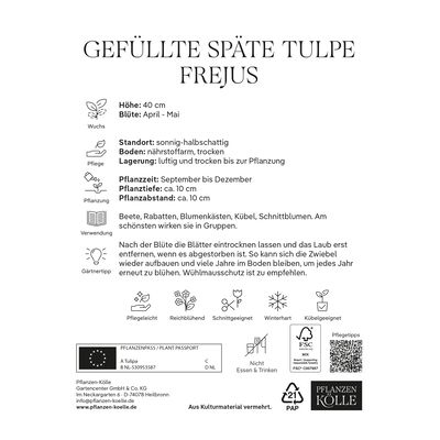 gefüllte Tulpen 'Frejus', rot, gelb, Größe 11/12, 7 Blumenzwiebeln