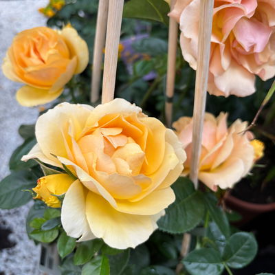 Beetrose 'Hansestadt Rostock®', bernstein-aprikotfarben, Topf 5 Liter Beetrose 'Hansestadt Rostock®', bernstein-aprikotfarben, Topf 5 Liter