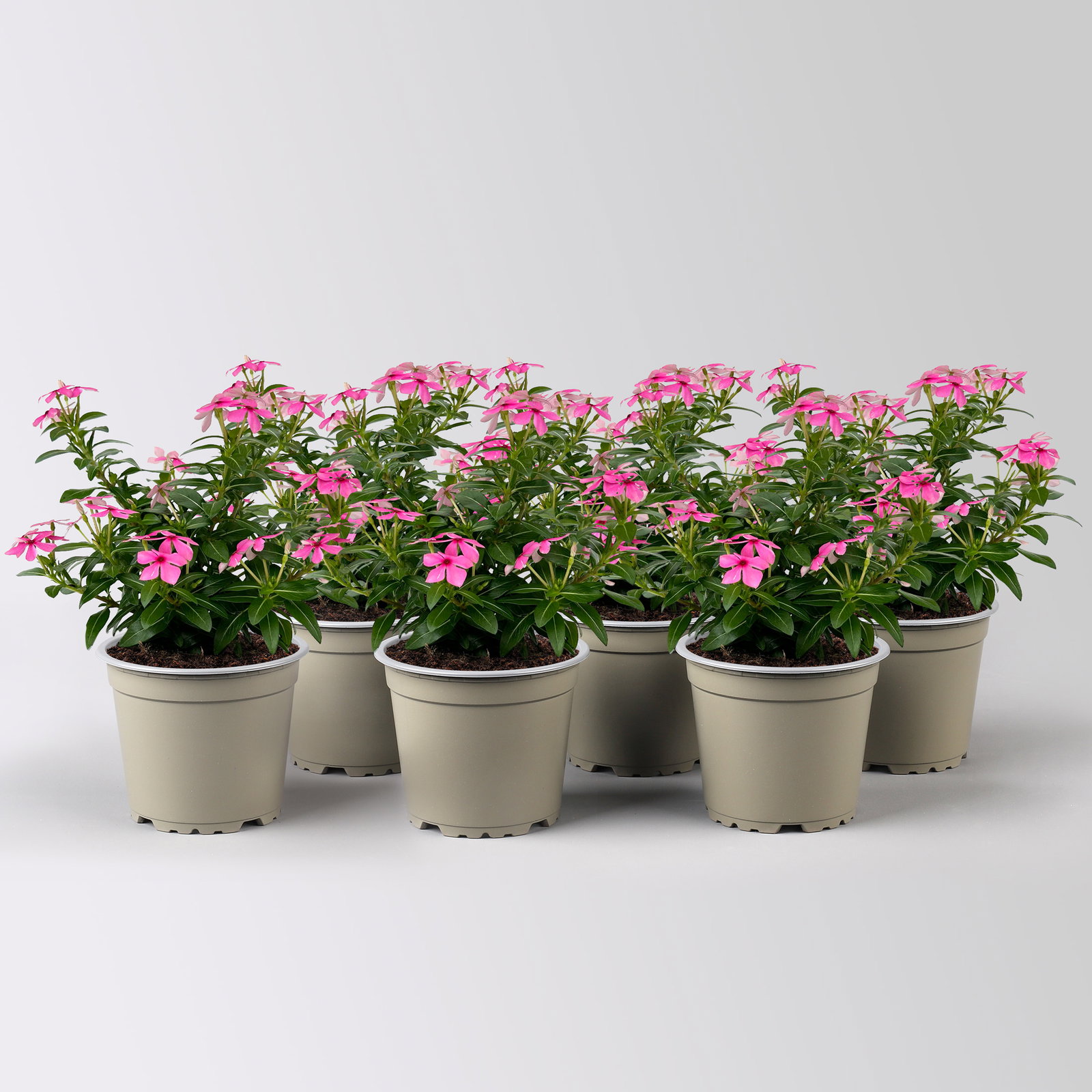 Catharanthus 'Soiree', pink, kleinblütig, Topf-Ø 12 cm, 6 Pflanzen Catharanthus 'Soiree', pink, kleinblütig, Topf-Ø 12 cm, 6 Pflanzen
