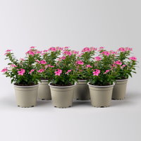 Catharanthus 'Soiree', pink, kleinblütig, Topf-Ø 12 cm, 6 Pflanzen Catharanthus 'Soiree', pink, kleinblütig, Topf-Ø 12 cm, 6 Pflanzen