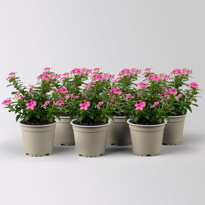 Catharanthus 'Soiree', pink, kleinblütig, Topf-Ø 12 cm, 6 Pflanzen Catharanthus 'Soiree', pink, kleinblütig, Topf-Ø 12 cm, 6 Pflanzen