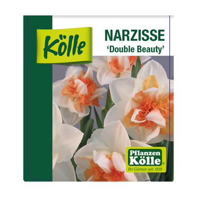 Narzisse 'Double Beauty' apricot-weiß, vorgetrieben, Topf-Ø 12 cm, 6 Pflanzen