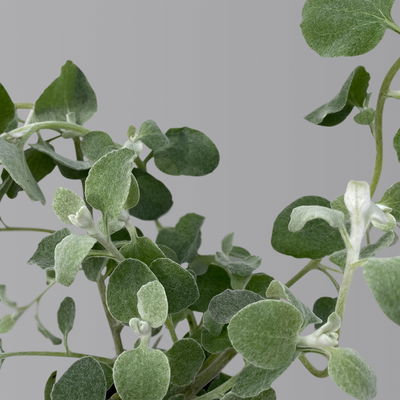 Helichrysum, silberlaubig, Topf- Ø 12/13 cm, 6 Stück