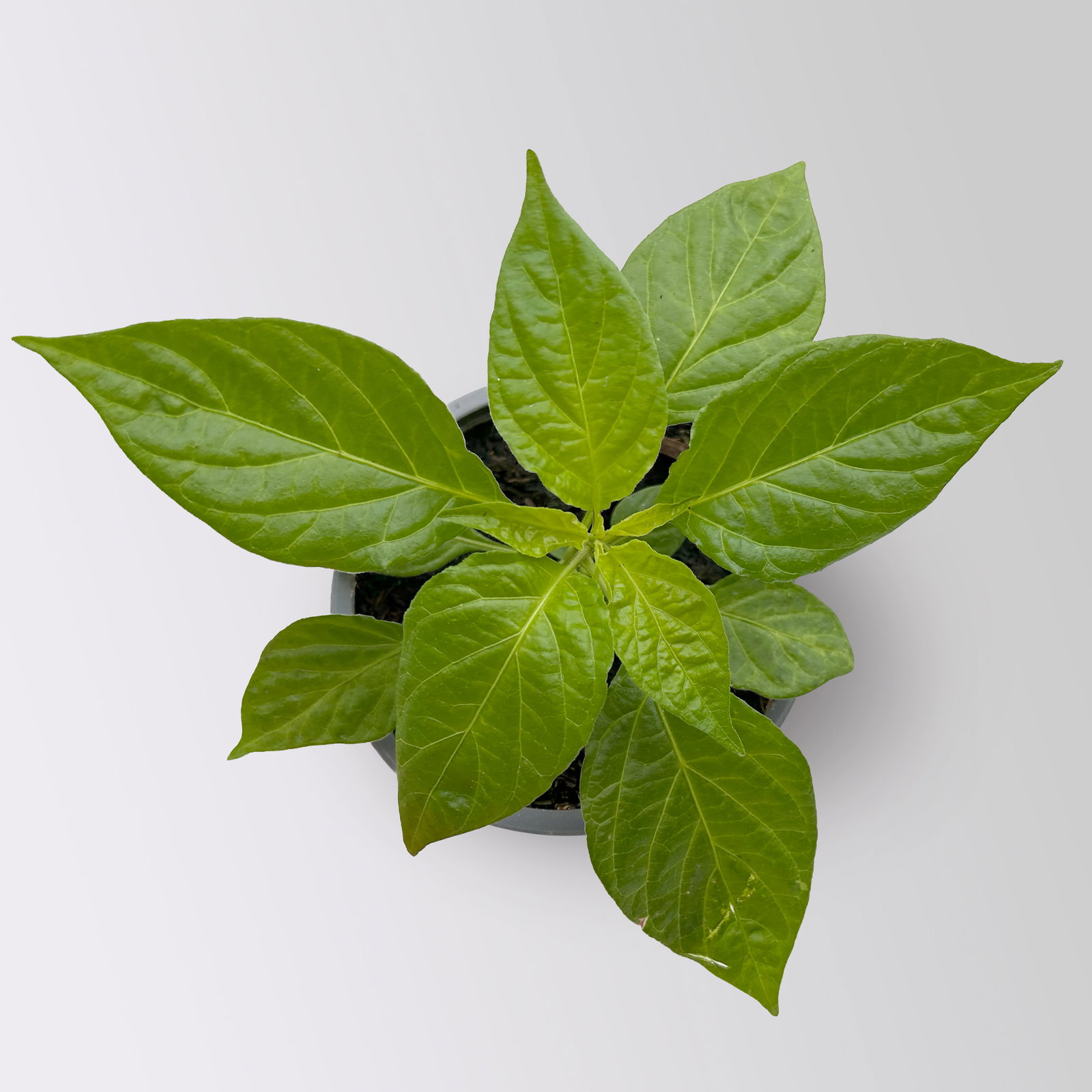 Bio Chili 'Habanero Red' Topf-Ø 12 cm, 3 Pflanzen