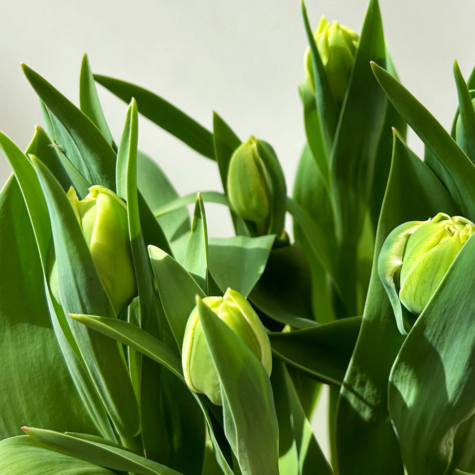 Tulpe rot, gefüllt, vorgetrieben, Topf-Ø 15 cm, 3 Pflanzen