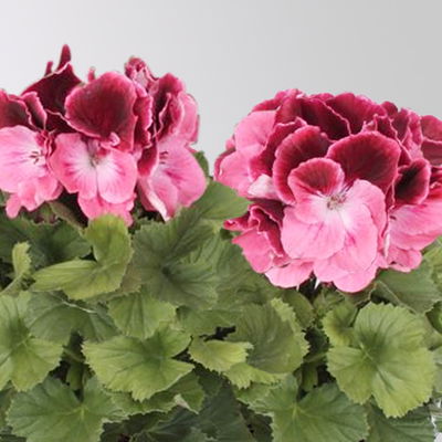 Edelgeranie Bella Donna® 'Don Camaro®', dunkelrot-pink, Topf-Ø 12 cm, 6 Pflanzen