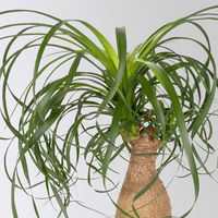 Elefantenfuß, Stamm, Topf-Ø 14 cm, Höhe ca. 30-40 cm, 2 Pflanzen