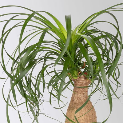 Elefantenfuß, Stamm, Topf-Ø 14 cm, Höhe ca. 30-40 cm, 2 Pflanzen