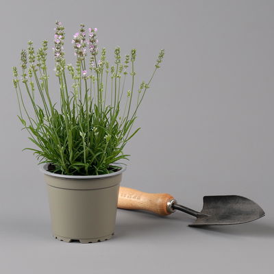 Lavendel rosa, Topf-Ø 13 cm, 6er-Set