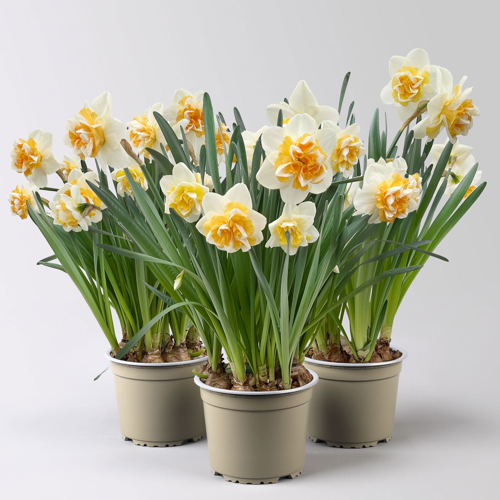 Narzisse 'Golden Pearl' gelb-hellgelb, vorgetrieben, Topf-Ø 15 cm, 3 Pflanzen