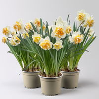 Narzisse 'Golden Pearl' gelb-hellgelb, vorgetrieben, Topf-Ø 15 cm, 3 Pflanzen