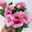 Lisianthus rosa, Topf-Ø 10,5 cm, 8 Pflanzen