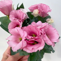 Lisianthus rosa, Topf-Ø 10,5 cm, 8 Pflanzen