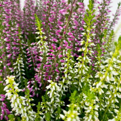 Knospenheide 'Colour Crown', zweifarbig, Farbe zufällig, Schale-Ø 23 cm