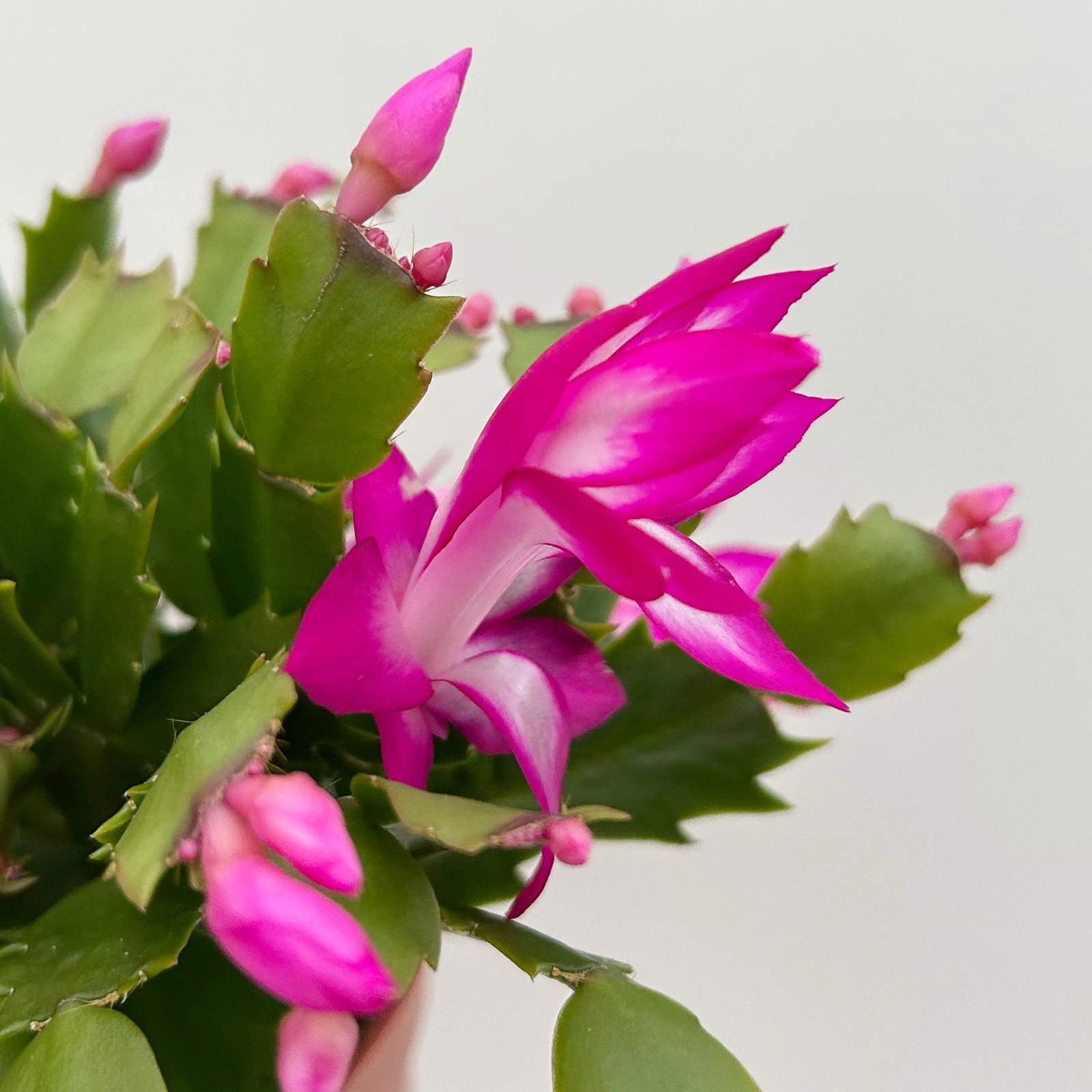 Weihnachtskaktus, lila, mit Übertopf Dallas anthrazit, Topf-Ø 12 cm, 2 Pflanzen