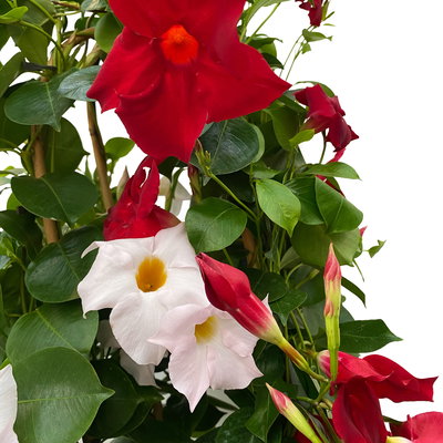 Dipladenie 'Duo', rot-weiß, Doppelbogen, Topf-Ø 21 cm,  Höhe ca. 90 cm