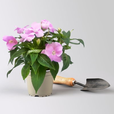 Edellieschen, flieder, Topf -Ø 12 cm, 6 Pflanzen Edellieschen, flieder, Topf -Ø 12 cm, 6 Pflanzen